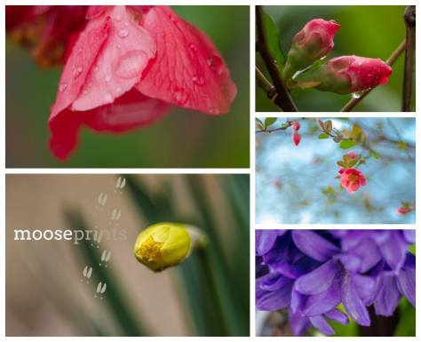 10372596_1491000731129856_11372613881034127_n