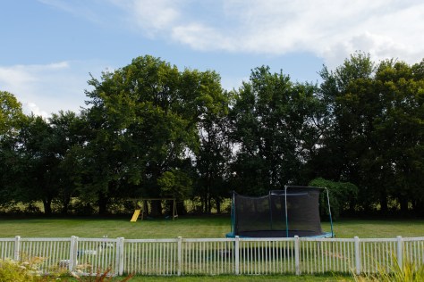 the cows are just on the other side of the trees